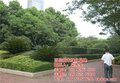 咸宁绿化、百信苗木基地(图)、绿化树种
