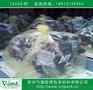 防锈PE膜 PE防锈膜 防锈包装膜
