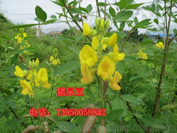 貴州省公路鐵路邊坡復(fù)綠常用草籽灌木種子圖片