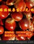 城固板栗苗厂家直销，城固板栗用苗，城固板栗苗果实