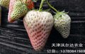 河北 小白草莓苗批发  白雪公主草莓苗