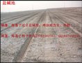 盐蒿种植盐碱地开发 改良滩涂海滨海坝黄须菜 碱蓬
