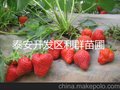 供应草莓苗 草莓苗价格  山东新品种草莓苗