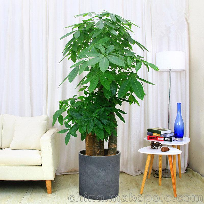 武漢大樓綠化租擺及庭院綠化養(yǎng)護(hù)、綠植花卉租擺、環(huán)境清潔圖片_1