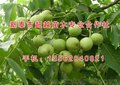 新泰超越苗木(在线咨询)、聊城核桃苗、两公分核桃苗