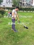 新款果园除草机  轻便松土锄地除草机