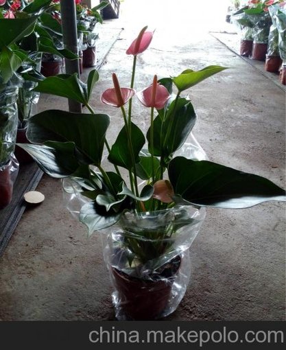 批發(fā)室內高檔花卉植物 粉掌140#A1東星花場直銷圖片