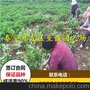 红颜草莓苗 红颊草莓苗