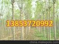 3公分白蜡树价格 白蜡树2015年新行情价格