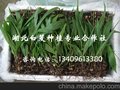 白及组培果荚，白及组培种子，白及种子