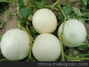 陜西甜瓜產(chǎn)地供應(yīng)品種優(yōu)口感好色澤鮮艷信譽(yù)高圖片