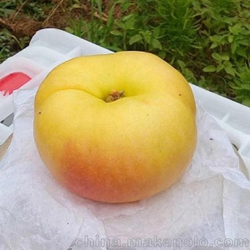 供應(yīng)桃樹苗新品種 黃桃苗 個大脆甜豐產(chǎn)圖片
