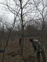 供应10公分乌桕 乌桕基地 丛生 造型 行道树