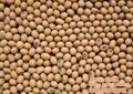 垄上畜禽(在线咨询),荆门大豆,九豆油