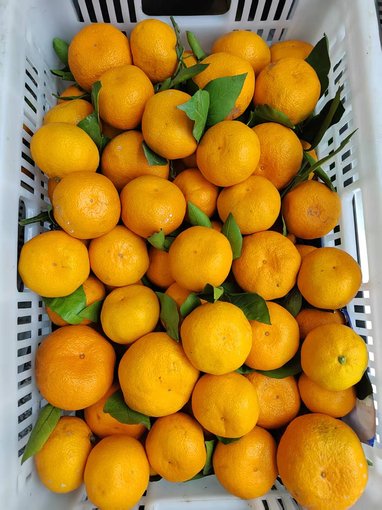常平蔬菜配送新鮮茄子新鮮橘子,酒店蔬菜配送送貨上門(mén)圖片