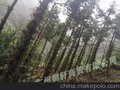 低价处理铁皮石斛 铁皮干花