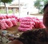内江香瓜基地/香瓜价格/西瓜供应厂家/香瓜产地