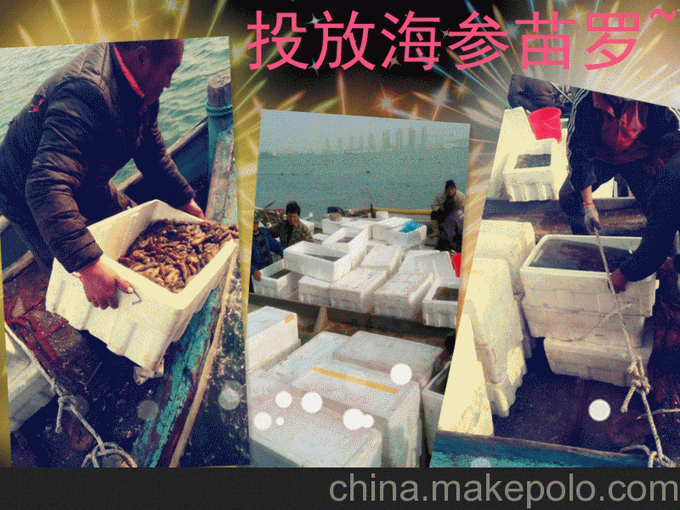 海參苗投放下去了  小小的海參可愛的圖片