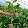 红心柚子树苗基地