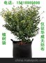 植树袋 美植袋 植树袋无纺布