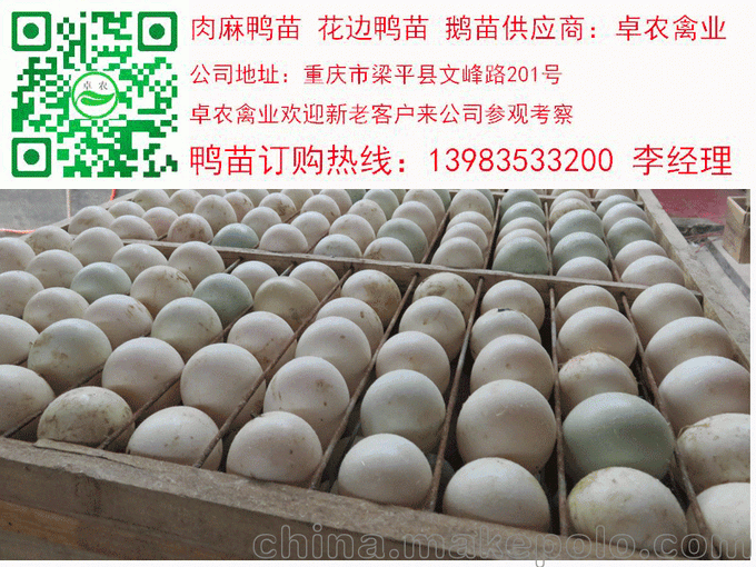 遵義鴨苗價(jià)格 桐梓花邊鴨苗批發(fā) 湄潭麻鴨苗市場(chǎng)圖片