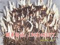 山西重楼种植基地