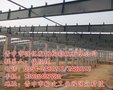 钢结构厂房、强亿发钢构彩板(图)