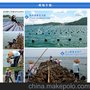 生蚝批发首页_潮州生蚝_中国较大的生蚝批发网站tshao.cn台山蚝