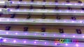 LYD-T5612UV殺菌燈管定做電話