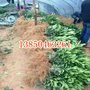 福建黄肉蜜柚苗