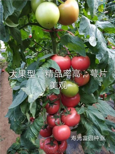艾拉克西紅柿種子  抗死棵番茄種子 大果西紅柿種子圖片