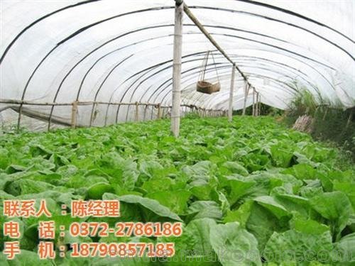絲瓜大棚 佳農(nóng)大棚 大棚專家圖片