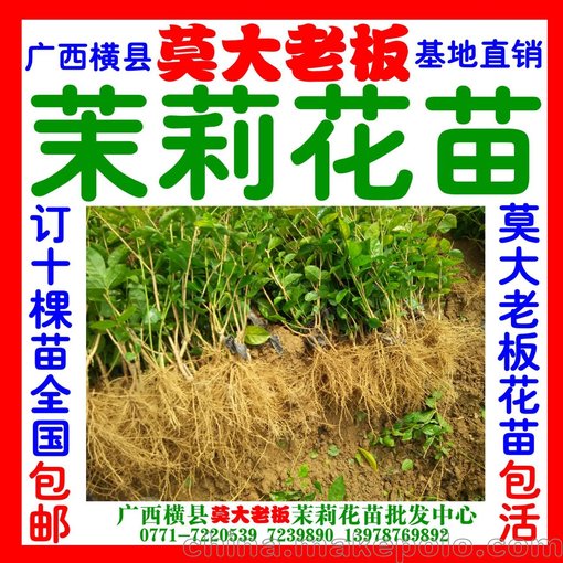 廣西橫縣莫大老板常年批發(fā)茉莉花苗盆景圖片