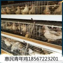 江西惠民青年鸡养殖中心90日龄罗曼粉青年鸡特价