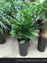 办公楼 植物租赁 花卉租摆 绿化养护及园林工程