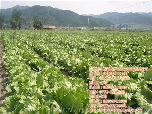 送菜公司、山農(nóng)農(nóng)副產(chǎn)品配送圖片