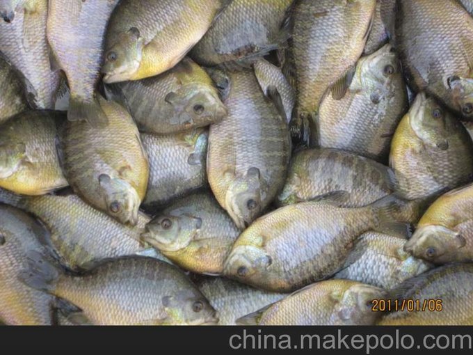 供應江海水產(chǎn)養殖藍鰓太陽(yáng)魚(yú)圖片