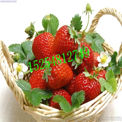 昭通大量出售草莓苗 品種多 產(chǎn)量高 法蘭地草莓苗基地圖片