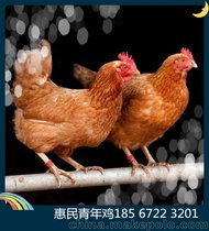 60天海兰褐青年鸡 鹤壁海兰褐青年鸡价格优惠 防疫到位