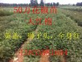 山西运城大红袍，狮子头花椒苗早期收益后期管理
