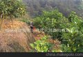 玳玳花水价格