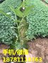 广元藤椒苗基地 广元嫁接藤椒苗种植技术全免服务