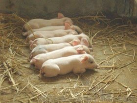 供应养猪专用石膏粉 饲料添加剂 促进生长发育