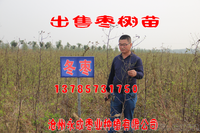 出售冬棗苗（大棚冬棗苗）圖片