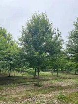 苗圃基地直接供应绿化乔木10-15公分娜塔栎 10-15公分