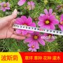 四川格桑花种子供应批发花种波斯菊