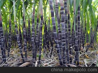 南寧維羅山牌優(yōu)質(zhì)桔水純糖蜜圖片