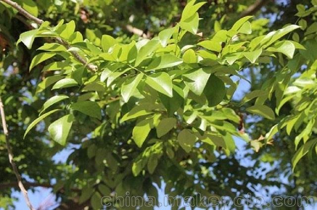 匯生林業(yè)作為林業(yè)產(chǎn)業(yè)化經(jīng)營(yíng)的，堅持綠色環(huán)保的經(jīng)濟投資圖片