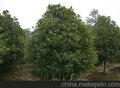 桂花树种植销售