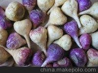 直銷(xiāo)天麻重樓半夏豬苓等中藥種子及種苗圖片